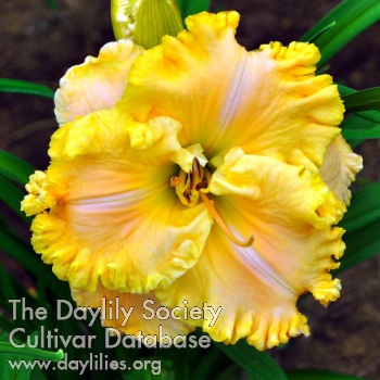 Daylily Dear Miss Ruth